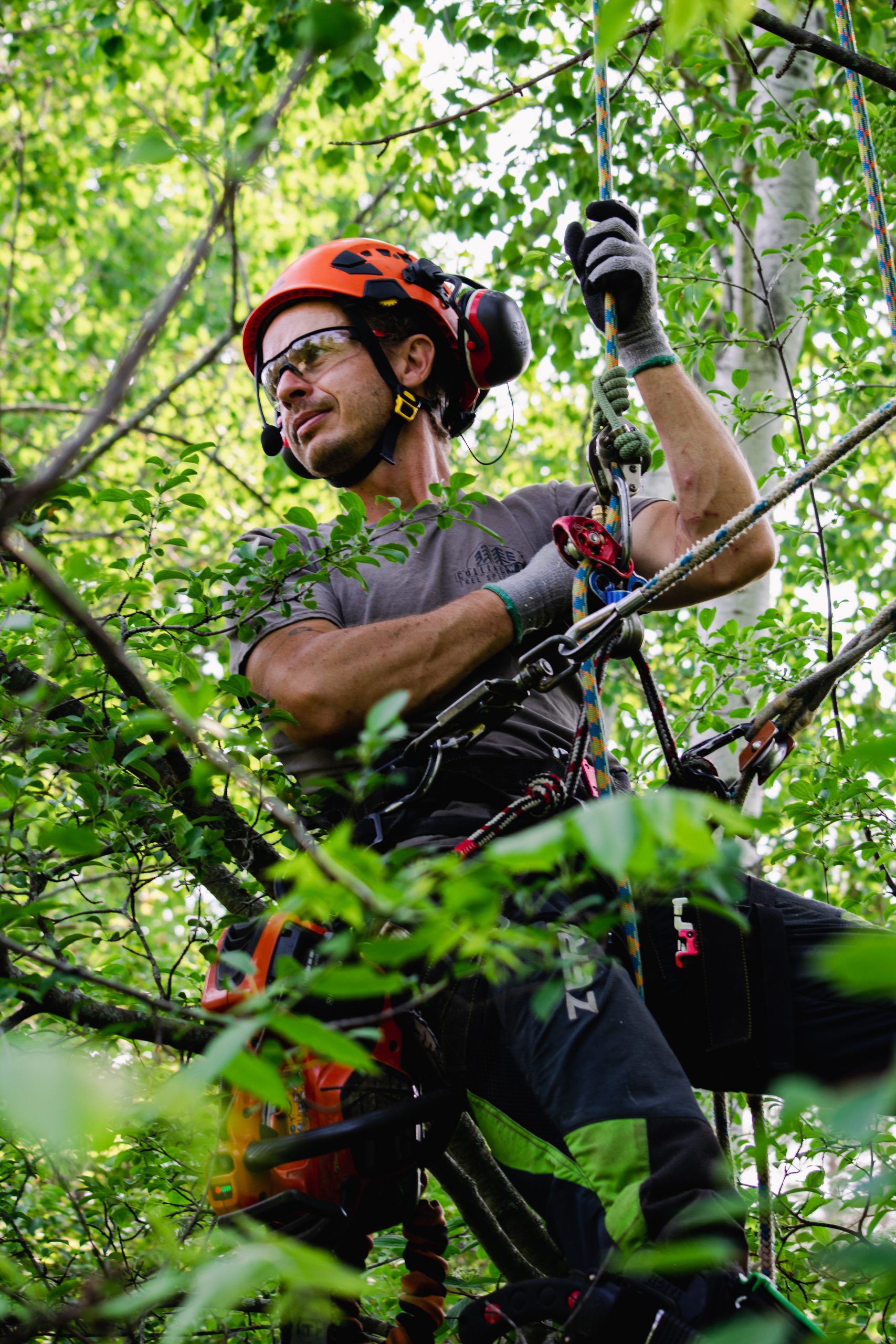 DSC_0146 tree-specialists