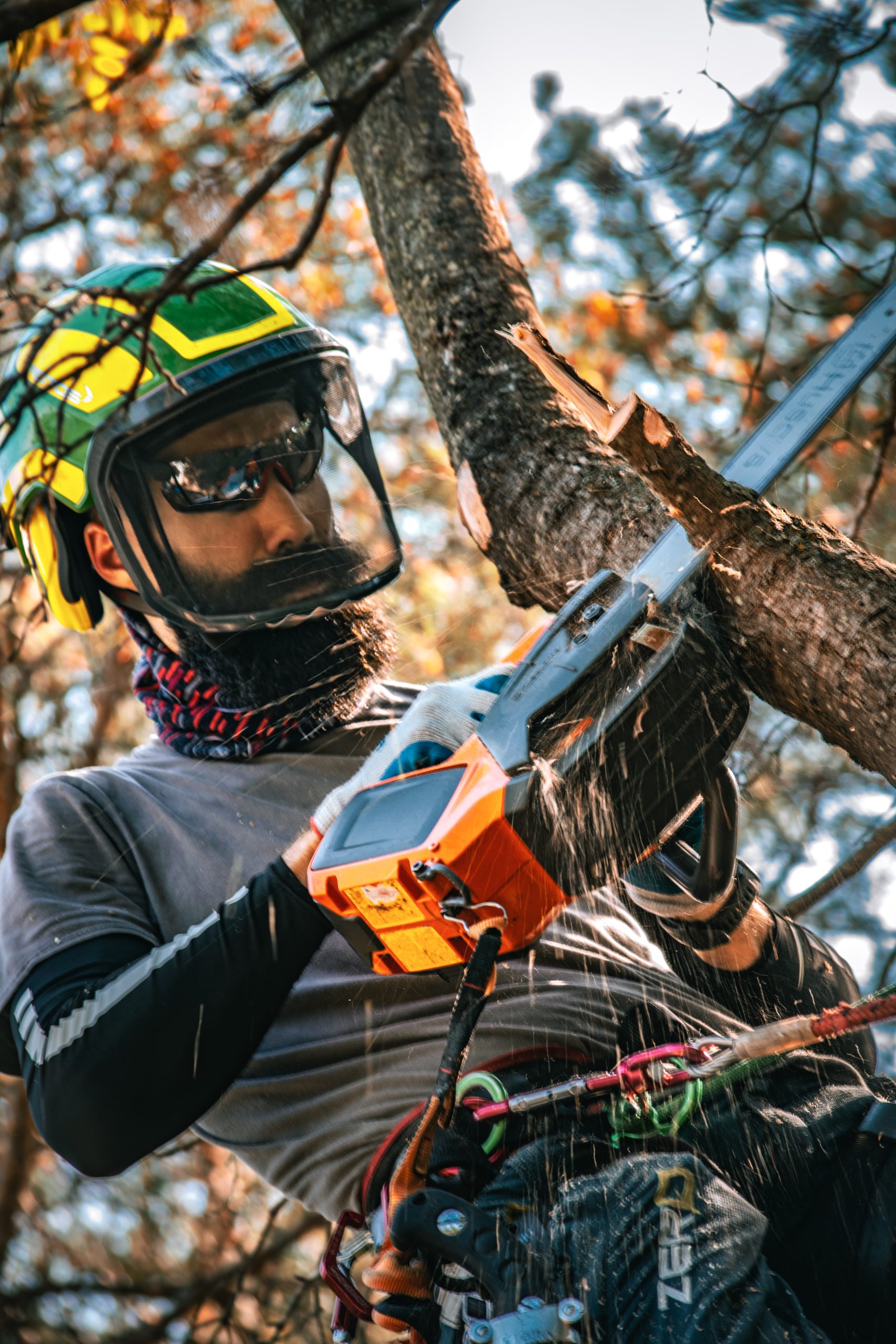 DSC_0197 tree-specialists