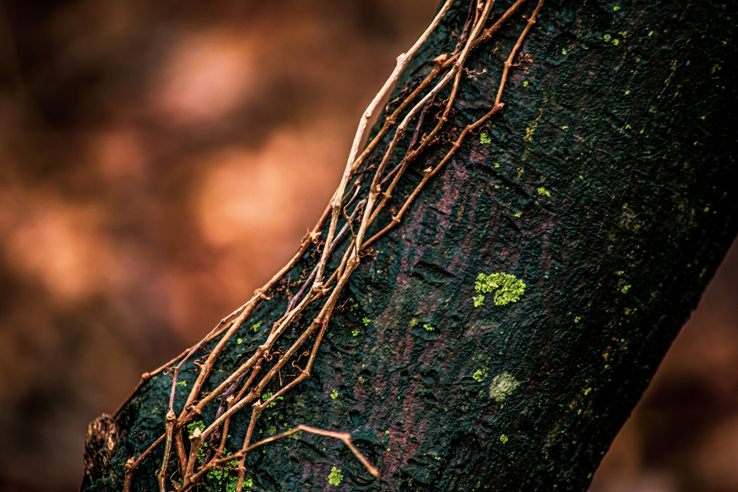 stock_photo